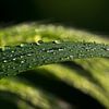 Regentropfen van Gabi Siebenhühner