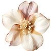 Fleur dans des tons pastel sur fond blanc sur Steinfox Art