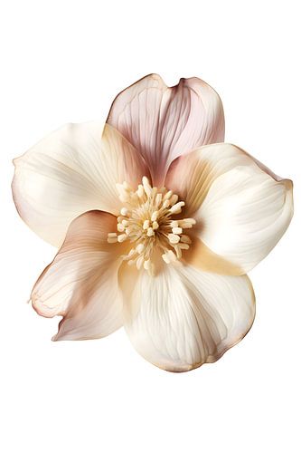 Blume in sanften Pastelltönen auf weißem Hintergrund