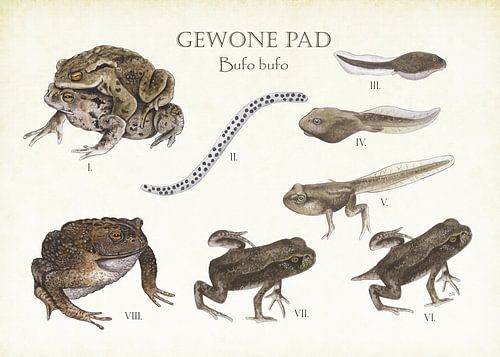 Cycle de vie d'un parcours ordinaire