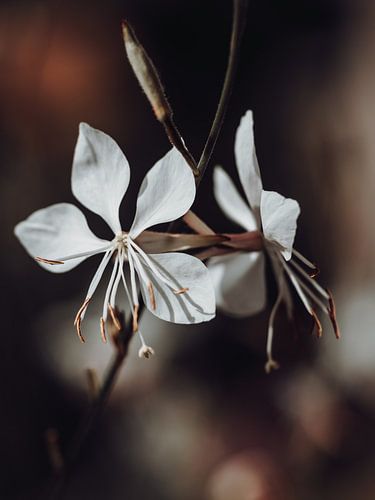 Wirbelnde Schmetterlinge