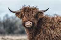 Scottish Highlander cow close up.