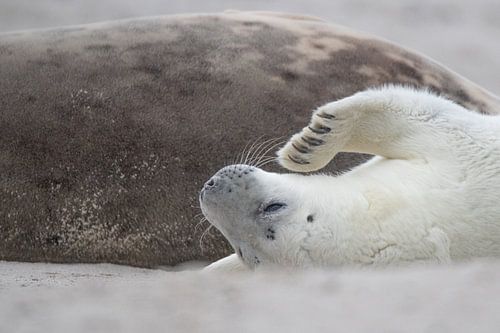 un chiot phoque blanc contre sa mère