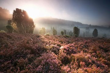 foggy sunrise over hills with flowering heather van Olha Rohulya