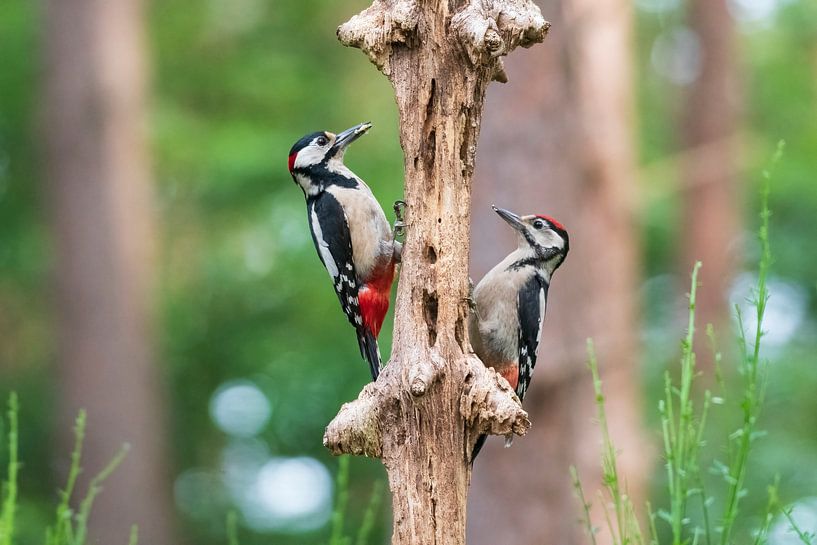 Great spotted woodpecker by Merijn Loch