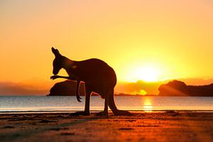 Kangourou au lever du soleil sur la plage