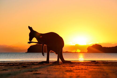 Kangoeroe bij Zonsopkomst op het Strand