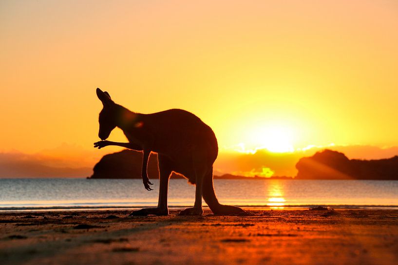 Kangoeroe bij Zonsopkomst op het Strand van The Book of Wandering