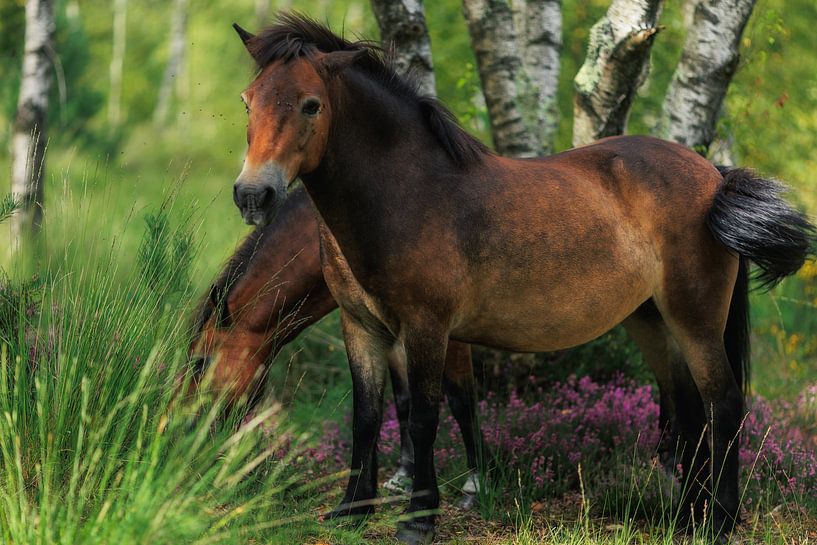 Wild Horses by Robert Szczotka