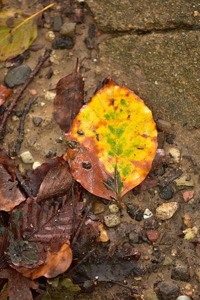 leaf me alone by Frank Ubachs fotografie