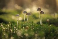 Mushrooms in the beautiful morning light