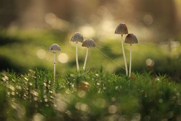 Champignons dans la belle lumière du matin sur Eefje John