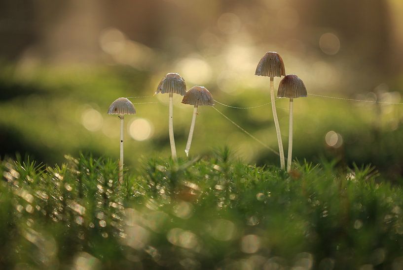 Champignons dans la belle lumière du matin par Eefje John
