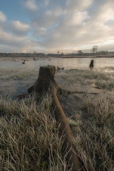 Stobbe (tree trunk) by Moetwil en van Dijk - Fotografie