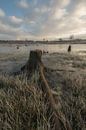 Stobbe (tree trunk) by Moetwil en van Dijk - Fotografie thumbnail