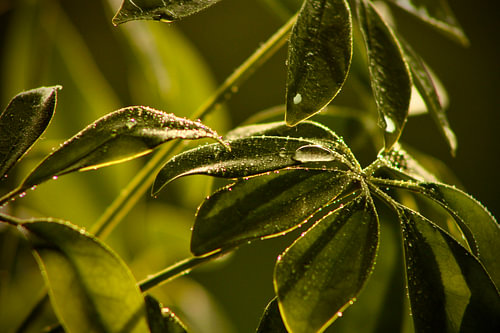 gouttes de pluie