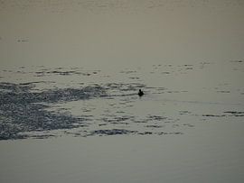 Meerkoetje in de Waal van addy de meij