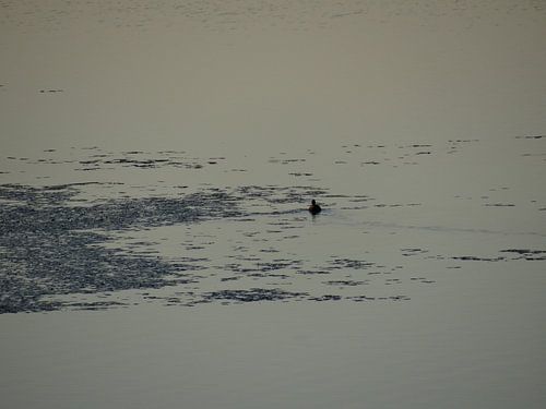 Meerkoetje in de Waal