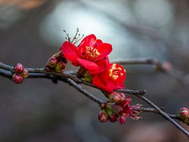 Red Quince bloom by Leonidas Ladinskis