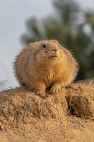 Remarquable au soleil