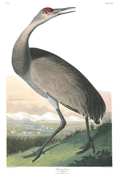 Hooping Crane by Birds of America