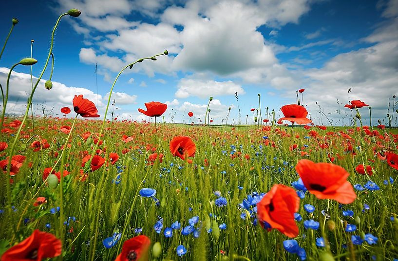 Veld met wilde bloemen van fernlichtsicht