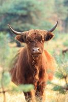 Curious scottish highlander cow portrait