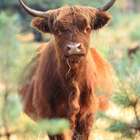 Curious scottish highlander cow portrait by Bobsphotography