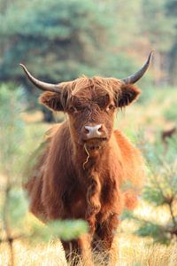 Neugieriges schottisches Hochländer-Kuhporträt von Bobsphotography