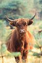 Nieuwsgierige schotse hooglander koe portret van Bobsphotography thumbnail