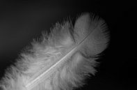 Delicate duivenveer van Ulrike Leone thumbnail