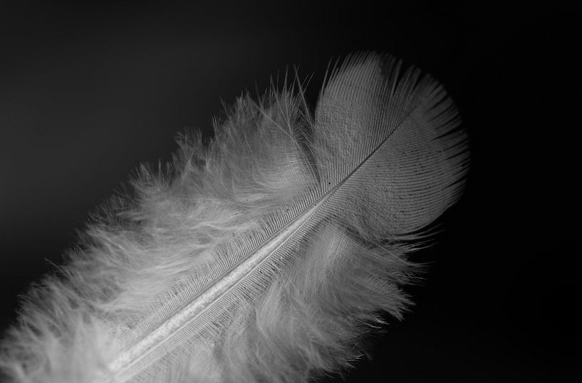 Delicate duivenveer van Ulrike Leone