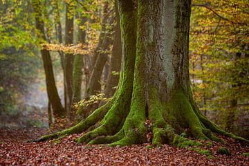 Old tree trunk in the fairytale forest by Roland Brack