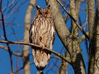Long-eared owl in a rust tree