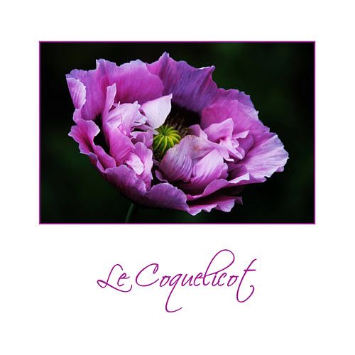 Dé Papaver / Le Coquelicot