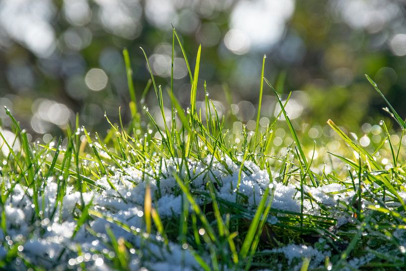 Grass with drops by Ingrid de Vos - Boom