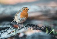 Robin op verkenningstocht