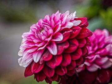 Dahlia sur Rob Boon