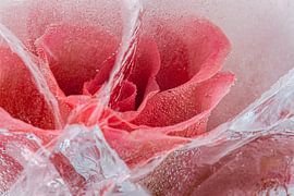 De eeuwige roos van Gerry van Roosmalen