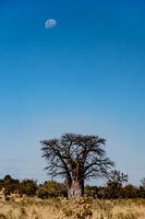 Maan boven Baobab