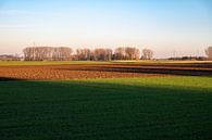 Golden hour over Flemish arable land by Werner Lerooy thumbnail