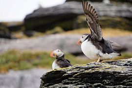 Papageitaucher auf der Insel Skellig Michael in Irland