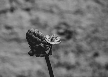 Impression minimaliste d'une fleur en bouton sur Crystal Clear