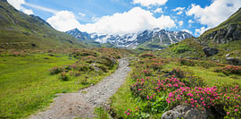 Alpenrosen auf dem Weg zum Dürrboden Dischmatal Schweiz von SusaZoom