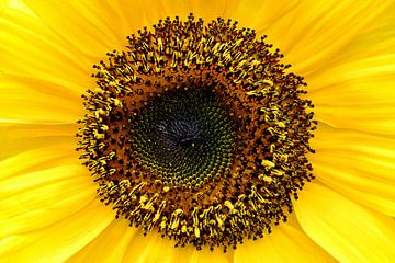 Sonnenblume von Maickel Dedeken