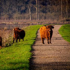 Schotse Hooglanders op en rond het wandelpad in de Broekpolder (Vlaardingen) van FotoGraaG Hanneke