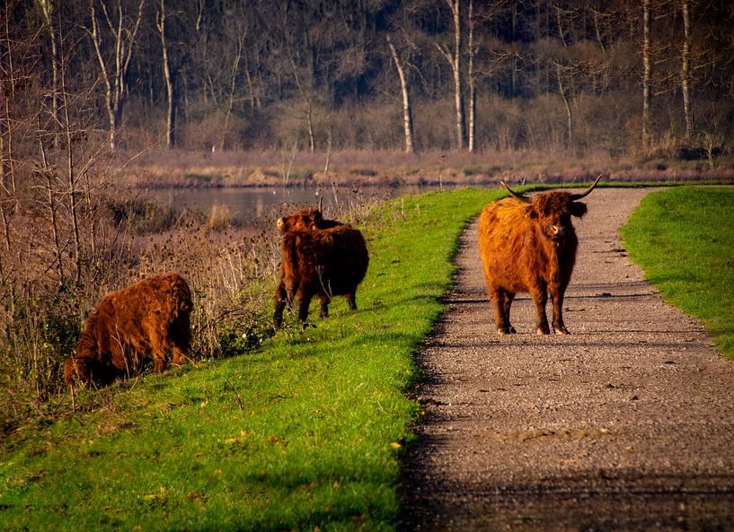 Schotse Hooglanders op en rond het wandelpad in de Broekpolder (Vlaardingen) van FotoGraaG Hanneke