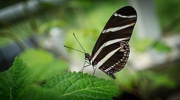 Zebra Longwing by Toon van den Einde