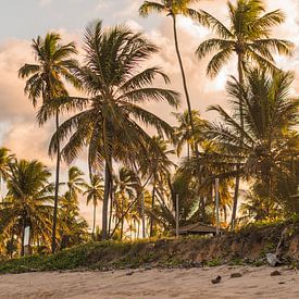 paradijselijke strand met palmbomen  | Brazilië | reisfotografie van Lisa Bocarren