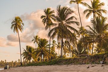 paradise beach with palm trees | Brazil | travel photography by Lisa Bocarren